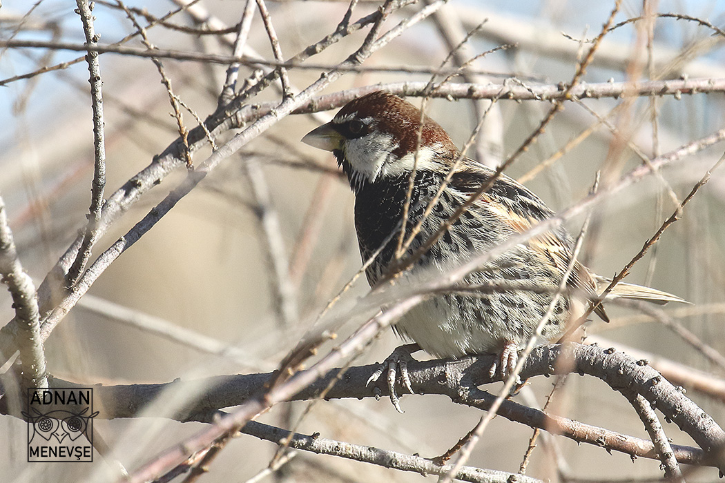 Spanish Sparrow